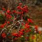 Preview: Vogelbeeren für hochwertigen Vogelbeerschnaps aus Tirol