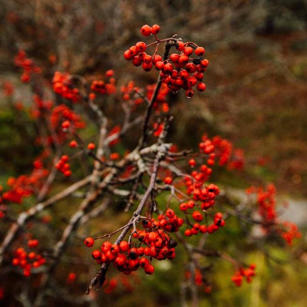 Vogelbeeren für hochwertigen Vogelbeerschnaps aus Tirol