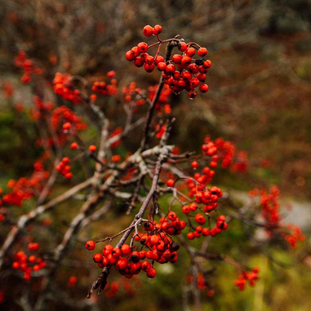 Vogelbeeren für hochwertigen Vogelbeerschnaps aus Tirol